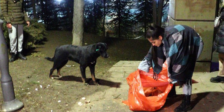 Ankara’da 8 yavru köpek zehirle öldürüldü
