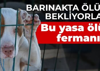 Barınakta ölümü bekliyorlar… Bu yasa ölüm fermanıdır