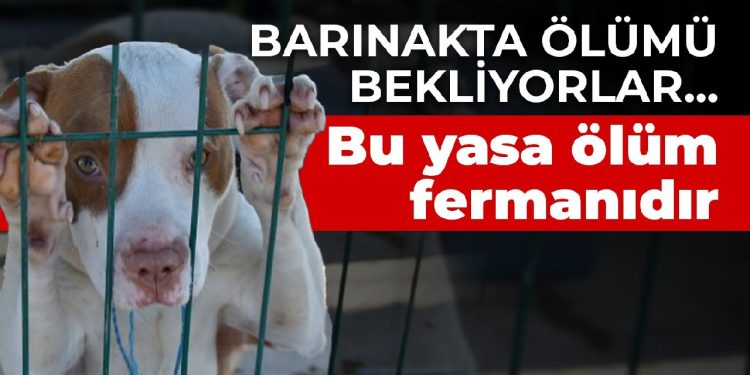 Barınakta ölümü bekliyorlar… Bu yasa ölüm fermanıdır