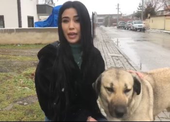 Erzincan’da, köpek katliamı: Tesadüfen görüntülendi