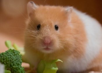 Hamsterlardan insanlara Covid-19 virüsü bulaştı