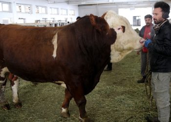 Milky’nin spermleri 1.2 milyon kazandırdı