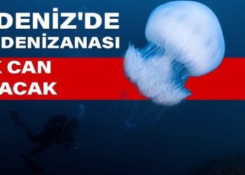 Akdeniz’de dev denizanası istilası: Çok can yakacak
