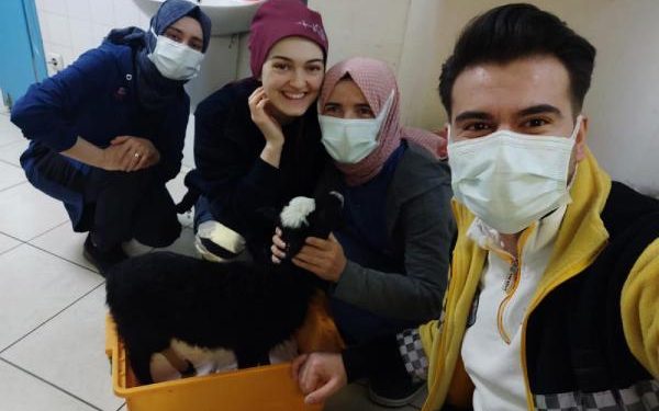 Ayağı kırılan kuzuya acil serviste müdahale