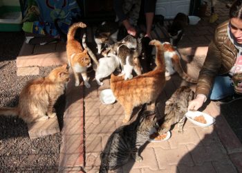 Kedi evinde hırsızlık: Mamalar çalındı