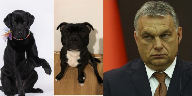 Macaristan’da Orban’a karşı iki köpek Başbakan adayı olarak gösterildi