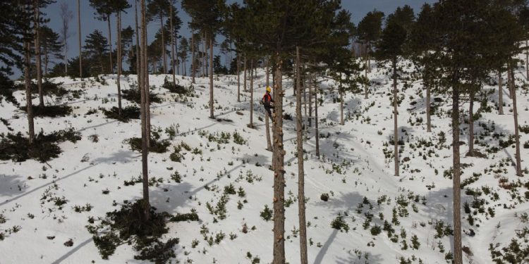‘Sincap adamlar’, Kazdağları’ndaki 40 metrelik ağaçları buduyorlar