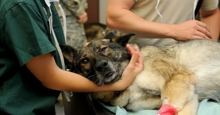 Veteriner hekimler de ek gösterge talep ediyor