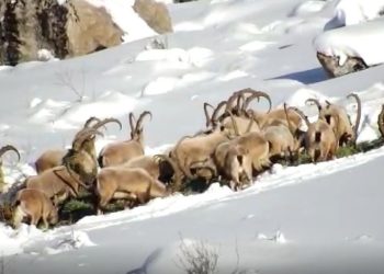 Yaban hayatı için doğaya yem bırakıldı