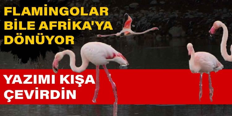 Yazımı kışa çevirdin: Flamingolar bile Afrika’ya dönüyor