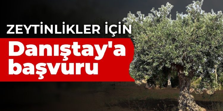 Zeytinlikler için Danıştay’a başvuru