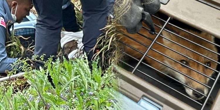ABD Senatosu’nda ‘kuduz tilki’ krizi