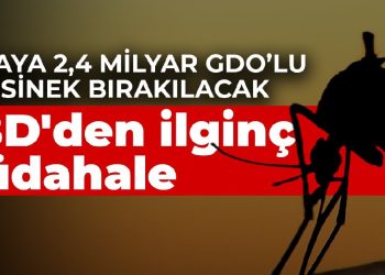 ABD’den ilginç müdahale: Doğaya 2,4 milyar GDO’lu sivrisinek bırakılacak