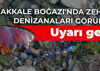 Çanakkale Boğazı’nda zehirli denizanaları görüldü: Uyarı geldi