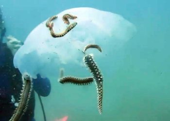 Çıyanlar, denizanası popülasyonunu azalttı