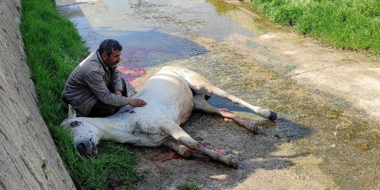 Dere yatağına düşen at için veterinerin söyledikleri tepki çekti