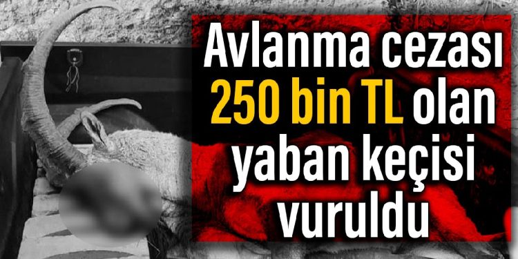 Avlanma cezası 250 bin TL olan yaban keçisi vuruldu: Şüpheliler aranıyor