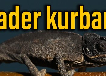 ‘Kızgın kumlardan’ dondurucu Van’a… Yavru bukalemunun ibretlik yolculuğu