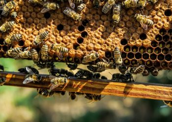 Kovandaki gizli mucize: Arı poleni ve arı ekmeği